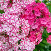 10 TALL GARDEN PHLOX Paniculata Mixed Colors 'New Hybrids Mix' Flower Seeds