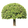 40 LITTLELEAF BOXWOOD Korean Buxus Microphylla Koreana Shrub Seeds