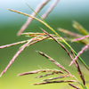 300 Ornamental BIG BLUESTEM GRASS Beardgrass Andropogon Gerardii Seeds