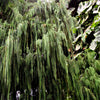 30 Kashmir WEEPING CYPRESS TREE Cupressus Cashmeriana Blue Evergreen Seeds