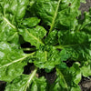 1000 GOLDEN BALL TURNIP Heirloom Yellow Brassica Rapa Root Vegetable Seeds