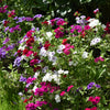 Mixed Colors Drummond Phlox Mix Seeds – Pink, Red, & White Phlox Drummondii Flower – photo 3