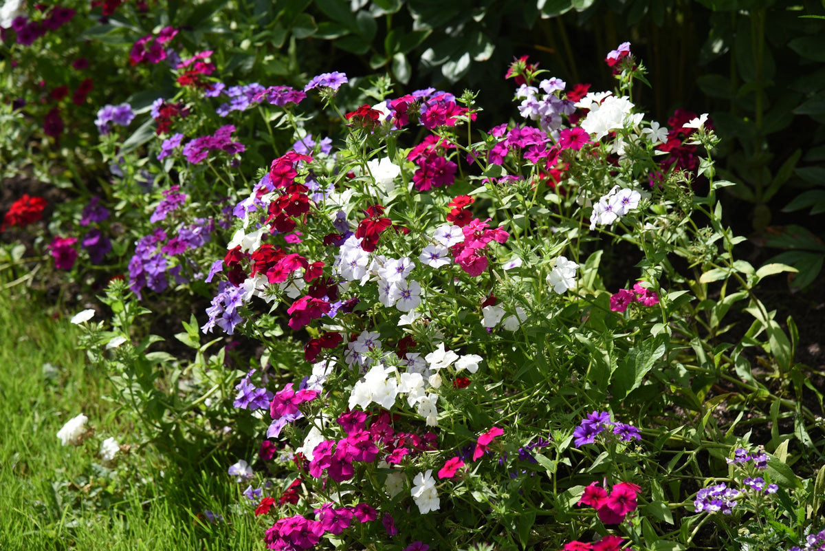 Mixed Colors Drummond Phlox Mix Seeds – Pink, Red, & White Phlox Drummondii Flower – photo 3