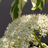 20 RED TWIG DOGWOOD American Red Osier Shrub White Flower Cornus Sericea Seeds