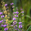 200 PENNYROYAL Mint Mentha Pulegium Herb Purple Flower Seeds