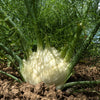 300 SWEET FLORENCE FENNEL Foeniculum Vulgare Azoricum Herb Vegetable Flower Seeds