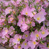 1000 Showy PINK EVENING PRIMROSE (Pink Ladies / Mexican Evening) Oenothera Speciosa Flower Seeds