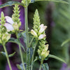 50 WHITE TURTLEHEAD Chelone Glabra Flower Seeds