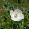 250 PERSIAN WHITE POPPY Papaver Somniferum Flower Seeds