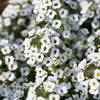 1000 WHITE SWEET ALYSSUM Carpet Of Snow Lobularia Maritima Flower Seeds