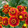 100 HELENIUM ' AUTUMN LEAVES ' Mix Helenium Autumnale Sneezeweed Mixed Colors Flower Seeds