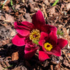 10 RED ANEMONE Pulsatilla Vulgaris PASQUE Flower Seeds
