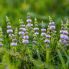 200 PENNYROYAL Mint Mentha Pulegium Herb Purple Flower Seeds