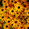 2000 BLACK EYED SUSAN Rudbeckia Hirta Yellow Heirloom Native Flower Seeds