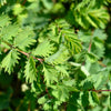 500 SALAD BURNET Sanguisorba Minor Edible Greens Vegetable Herb Flower Seeds