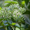 50 GREAT INDIAN PLANTAIN Cacalia Muhlenbergii White Flower Seeds