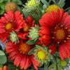 50 BURGUNDY GAILLARDIA Red Indian Blanket Flower Seeds
