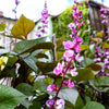 Ruby Moon Hyacinth Bean Seeds – Lablab Purpureus Blue Purple White Flower Ornamental Vine – photo 3
