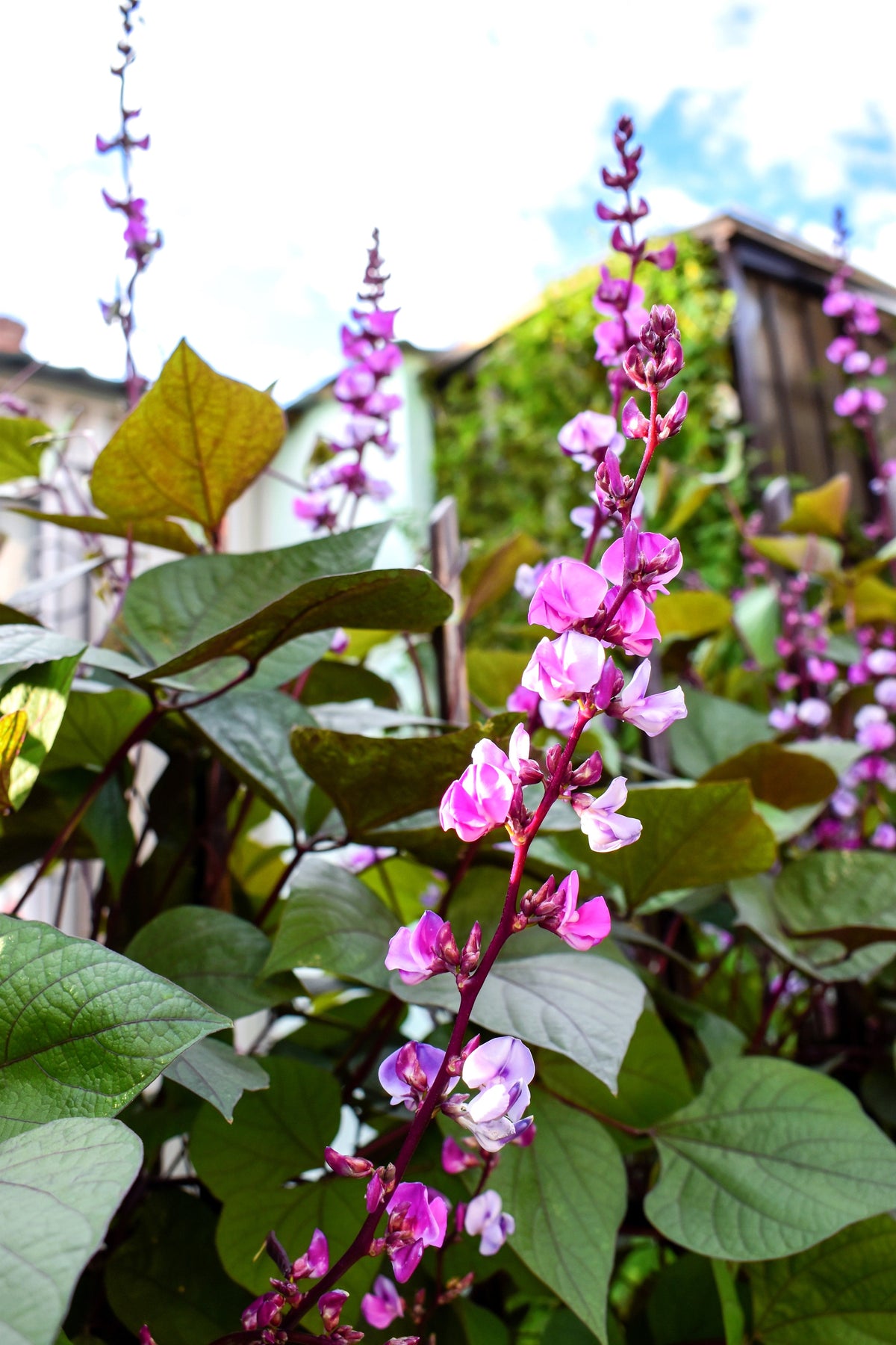 Ruby Moon Hyacinth Bean Seeds – Lablab Purpureus Blue Purple White Flower Ornamental Vine – photo 3