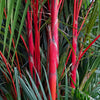 10 Red LIPSTICK PALM Sealing Wax Palm Cyrtostachys Renda Tree Houseplant Seeds