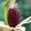 150 Red STRAWBERRY POPCORN CORN Zea Mays Vegetable Seeds