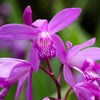 50 Hardy CHINESE GROUND ORCHID Bletilla Striata Purple Flower Seeds