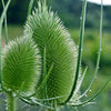 75 FULLERS TEASEL Indian Teasel Dipsacus Sativus White Flower Herb Seeds