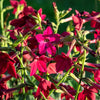 100 Red CRIMSON KING NICOTIANA (Ornamental Flowering Tobacco) Nicotiana Affinis Flower Seeds