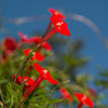 30 CARDINAL CLIMBER VINE Ipomea Quamoclit Red Flower Seeds