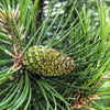 25 MUGO PINE Dwarf Evergreen Pinus Pumilio Shrub Seeds