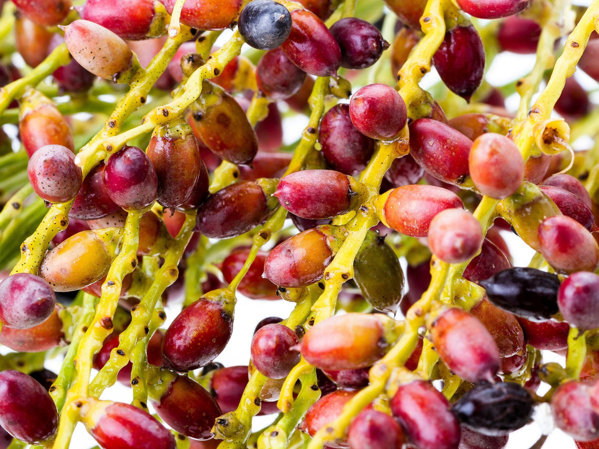 Pygmy Date Palm Seeds – Phoenix Roebelenii Dwarf Miniature Ornamental Fruit Tree Houseplant – photo 5