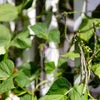 50 RATTLESNAKE POLE BEAN Stringless Purple Phaseolus Vulgaris Vegetable Seeds