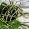 50 RATTLESNAKE POLE BEAN Stringless Purple Phaseolus Vulgaris Vegetable Seeds