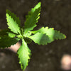 300 EPAZOTE (Mexican Tea) Chenopodium Ambrosioides  Dysphania Herb Flower Seeds