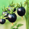 Black Cherry Tomato Seeds – Black Skin Sweet Round Lycopersicon Fruit Vegetable – photo 2