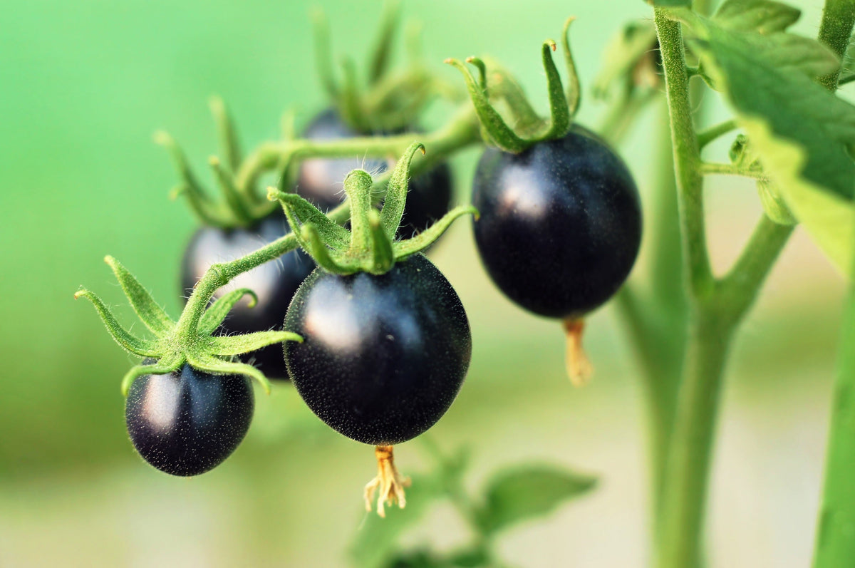 Black Cherry Tomato Seeds – Black Skin Sweet Round Lycopersicon Fruit Vegetable – photo 2