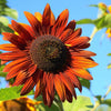 Orange Evening Colors Sunflower Seeds – Helianthus Annuus Flower – photo 8
