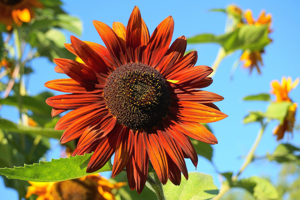 Orange Evening Colors Sunflower Seeds – Helianthus Annuus Flower – photo 8