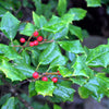 40 AMERICAN HOLLY Ilex Opaca Tree Shrub Evergreen Red Berry Seeds - aka White Holly, Prickly Holly, Christmas Holly, Yule Holly