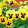 50 YELLOW & BROWN PANSY Swiss Giant Violet Viola Wittrockiana Flower Seeds