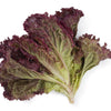 Ruby Leaf Lettuce Seeds – Red Loose Leaf Heirloom Lactuca Sativa Vegetable – photo 6