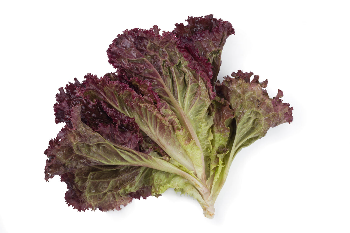 Ruby Leaf Lettuce Seeds – Red Loose Leaf Heirloom Lactuca Sativa Vegetable – photo 6