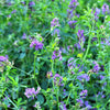 Cimarron Alfalfa Seeds – Medicago Sativa Ground Cover Forage Purple Flower – photo 5