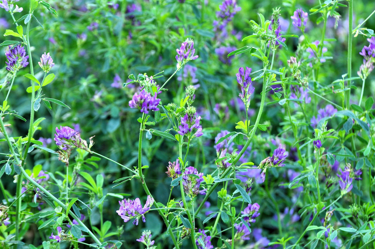 Cimarron Alfalfa Seeds – Medicago Sativa Ground Cover Forage Purple Flower – photo 5