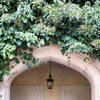 50 CLIMBING HYDRANGEA Anomala Petiolaris Vine Flower Seeds
