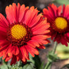 50 BURGUNDY GAILLARDIA Red Indian Blanket Flower Seeds