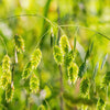 Northern Sea Oats Seeds – Grass Inland Chasmanthium – photo 9