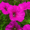 Shanin Petunia Seeds – Integrifolia Violacea Pink Purple Wild Flower – photo 5