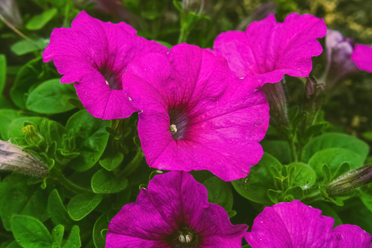 Shanin Petunia Seeds – Integrifolia Violacea Pink Purple Wild Flower – photo 5