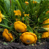 10 Golden YELLOW Bush SCALLOP SQUASH (Patty Pan / Paty Pan / Squanter Squash) Summer Cucurbita Pepo Vegetable Seeds
